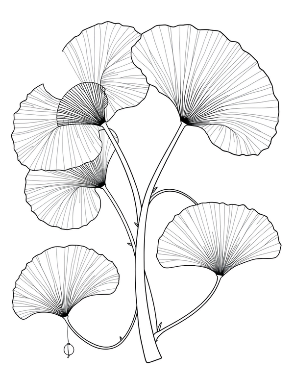 Art Nouveau Ginkgo Leaves And Curling Stems black and white line art