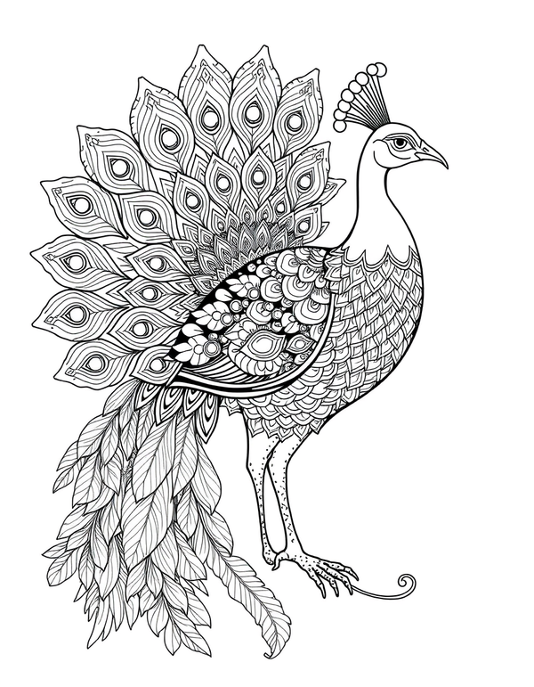 Peacock Feathers coloring page - free printable