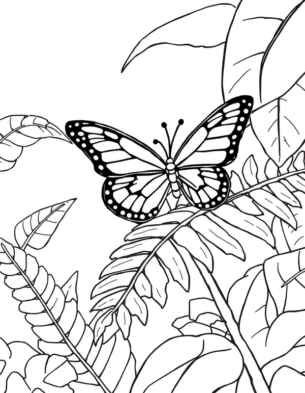 Butterfly on a Fern Leaf in a Rainforest - black and white coloring page
